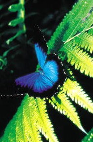 Cairns Butterfly